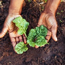 A close-up image of hands holding lettuce above a garden. 